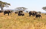 TANZANIA - Serengeti National Park - Elefanti - 1